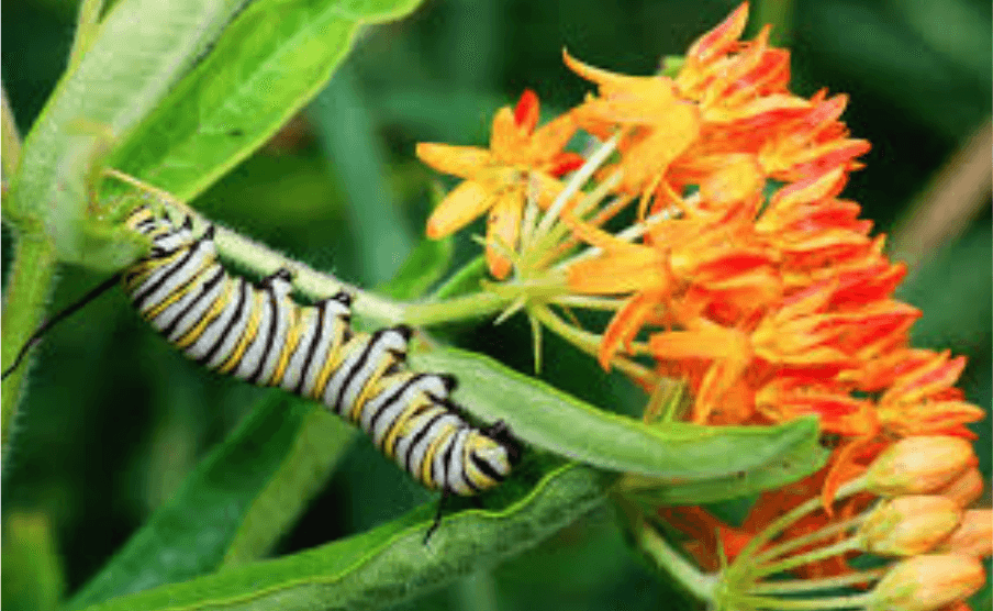 Native plant garden image