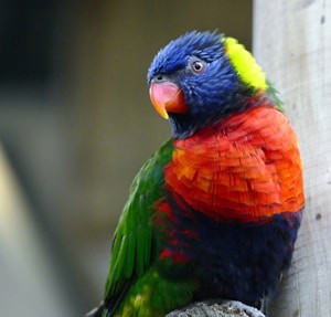 Colorful lorikeet bird