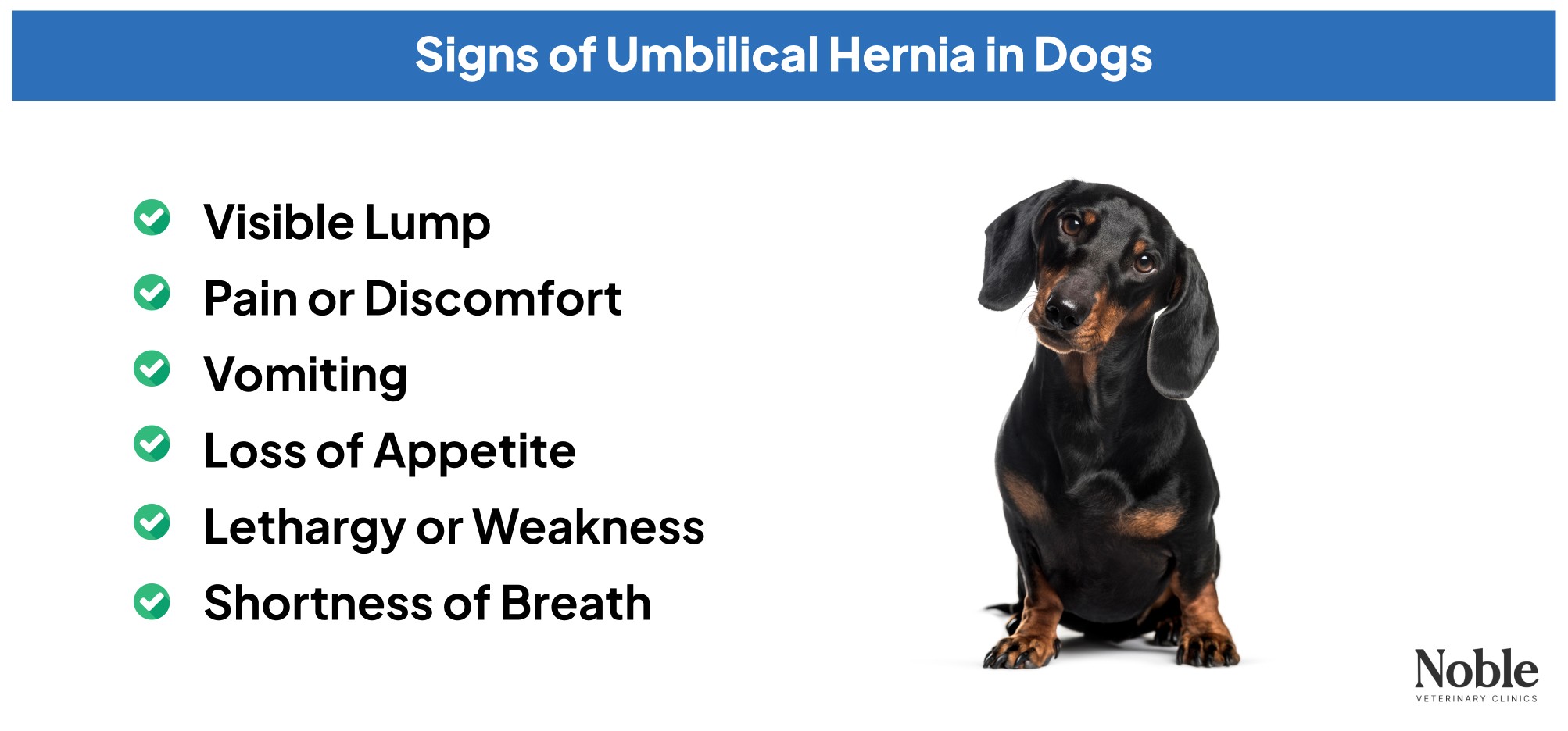 An infographic showing the signs of umbilical hernia in dogs.