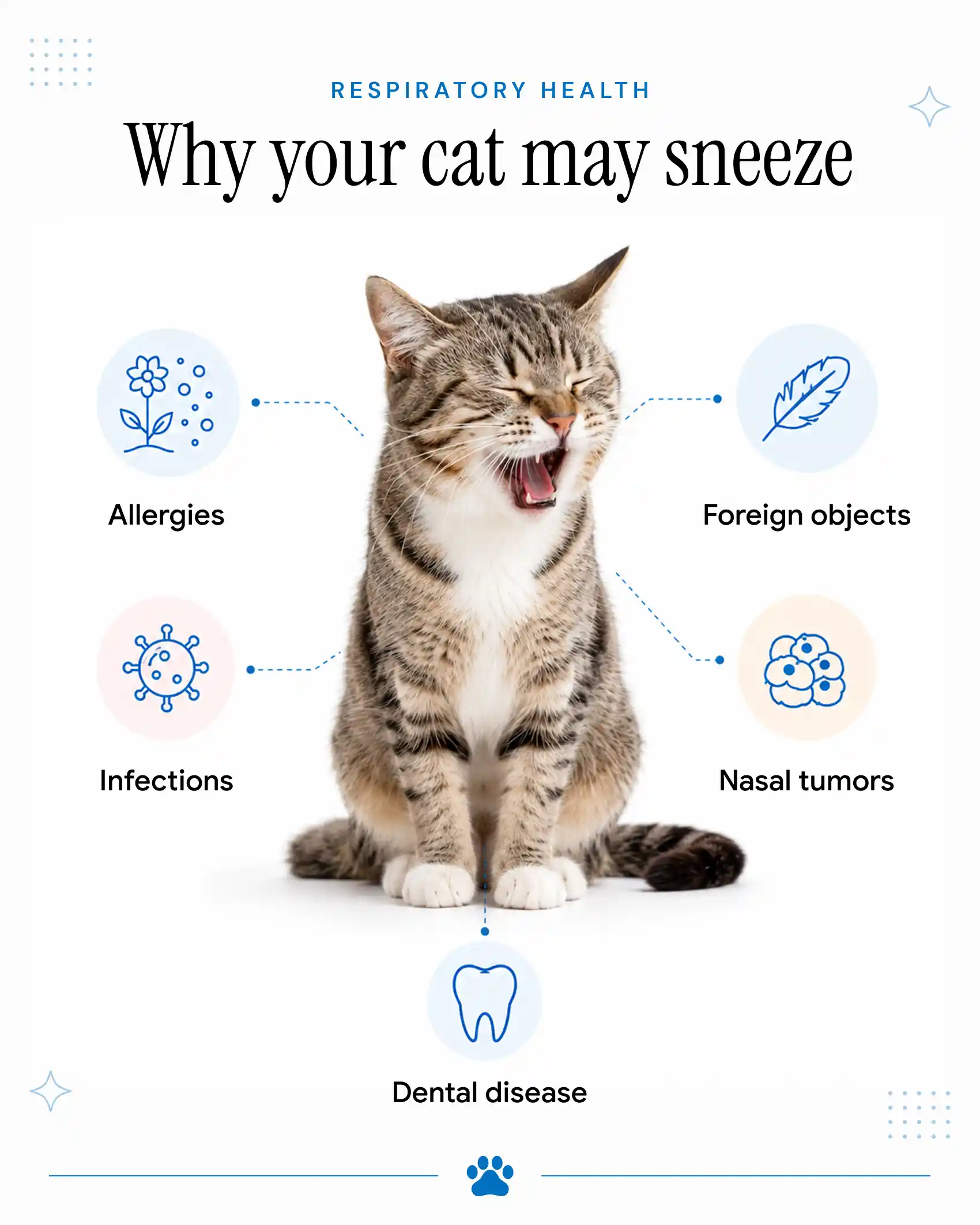 An infographic showing the reasons why your cat may sneeze.