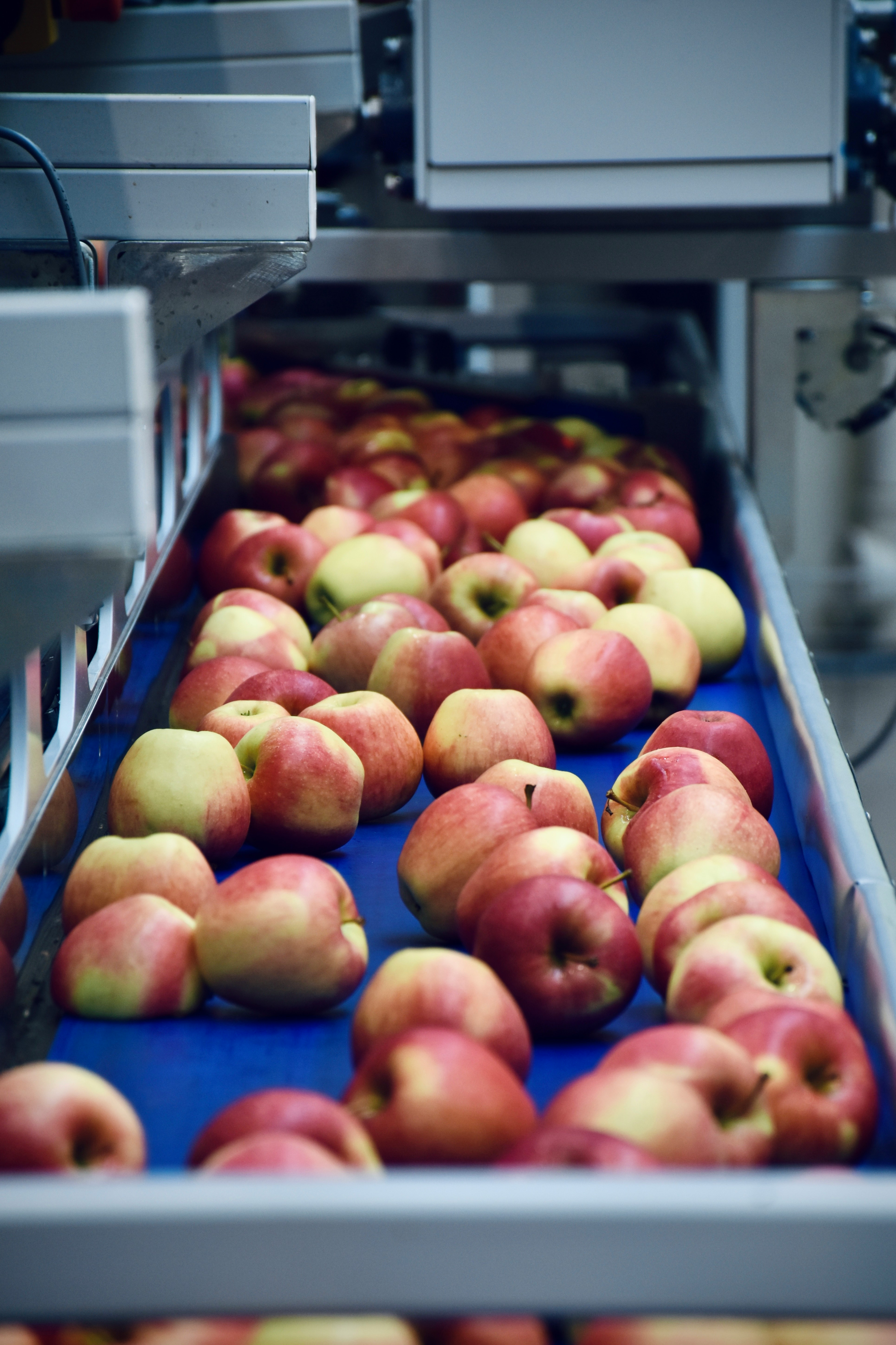 Appels op een loopband in een voedsel fabriek