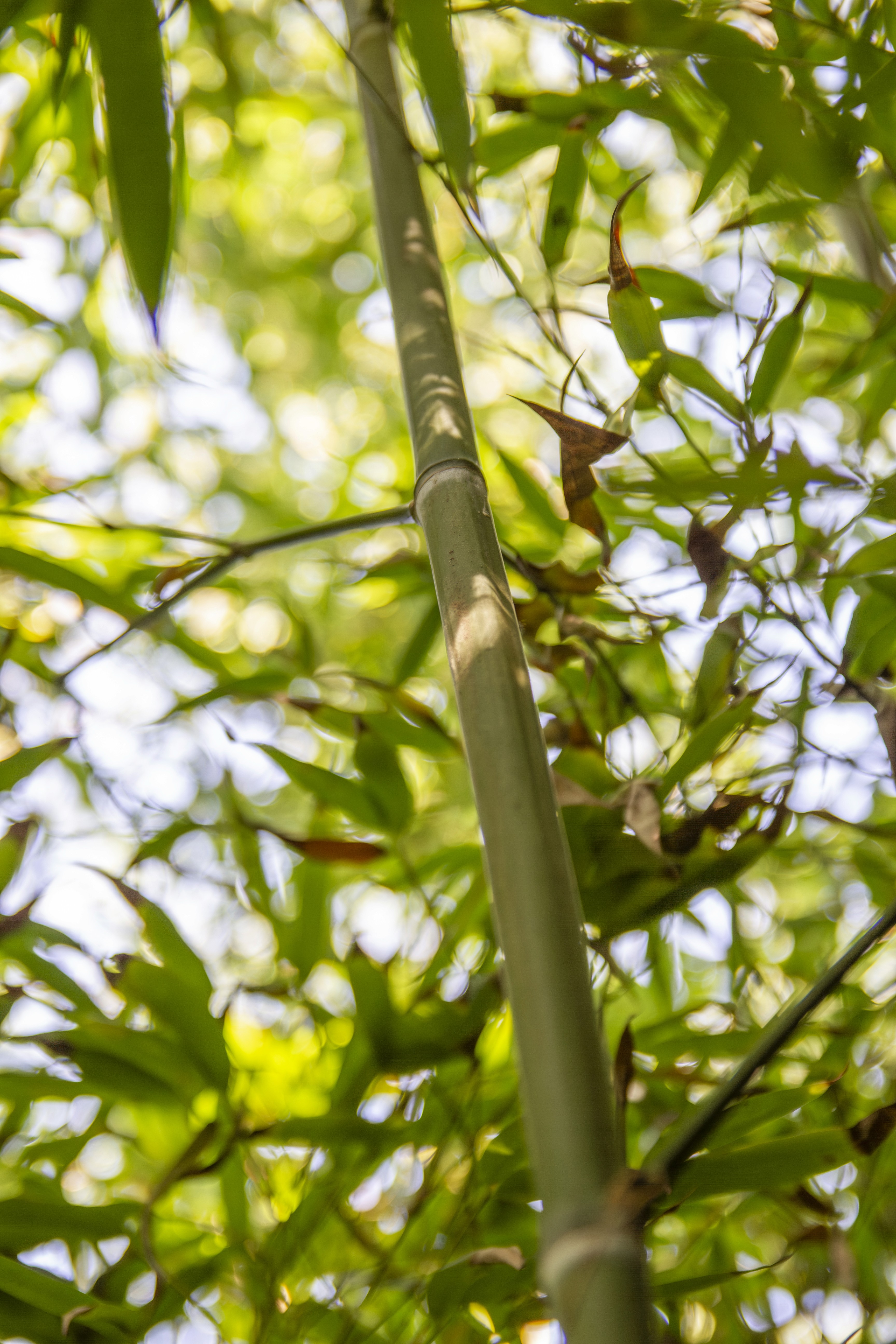 bamboo_climate_supporting_news_carbon_removal_certifcates