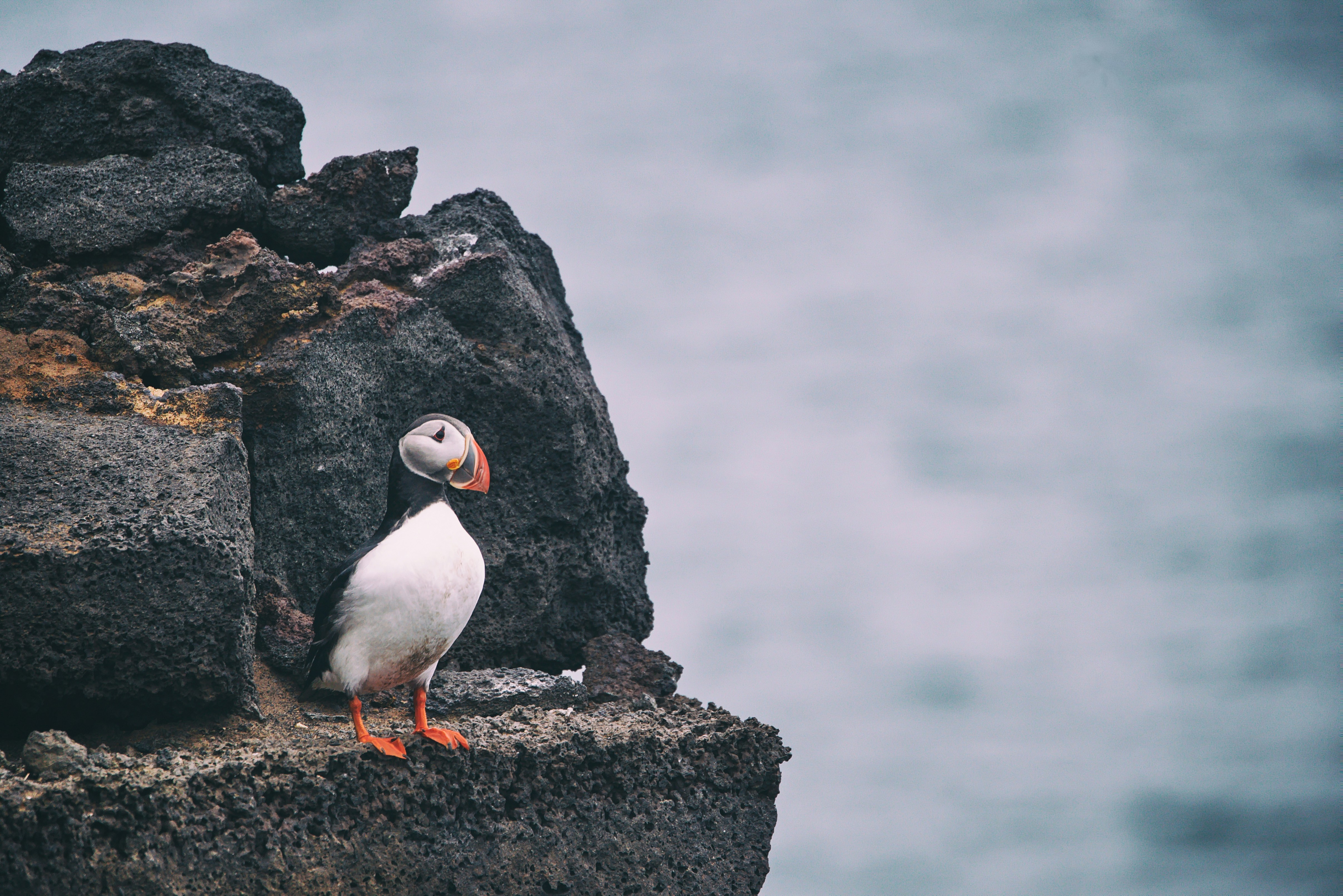 Atlantic puffin perched on a rocky cliff in Vestmannaeyjar, South Iceland.
