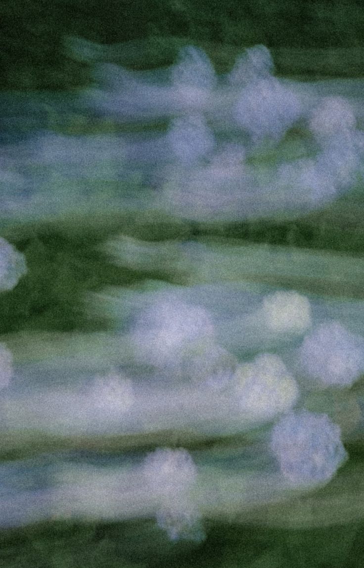 A close-up photo of a wheat stalk.