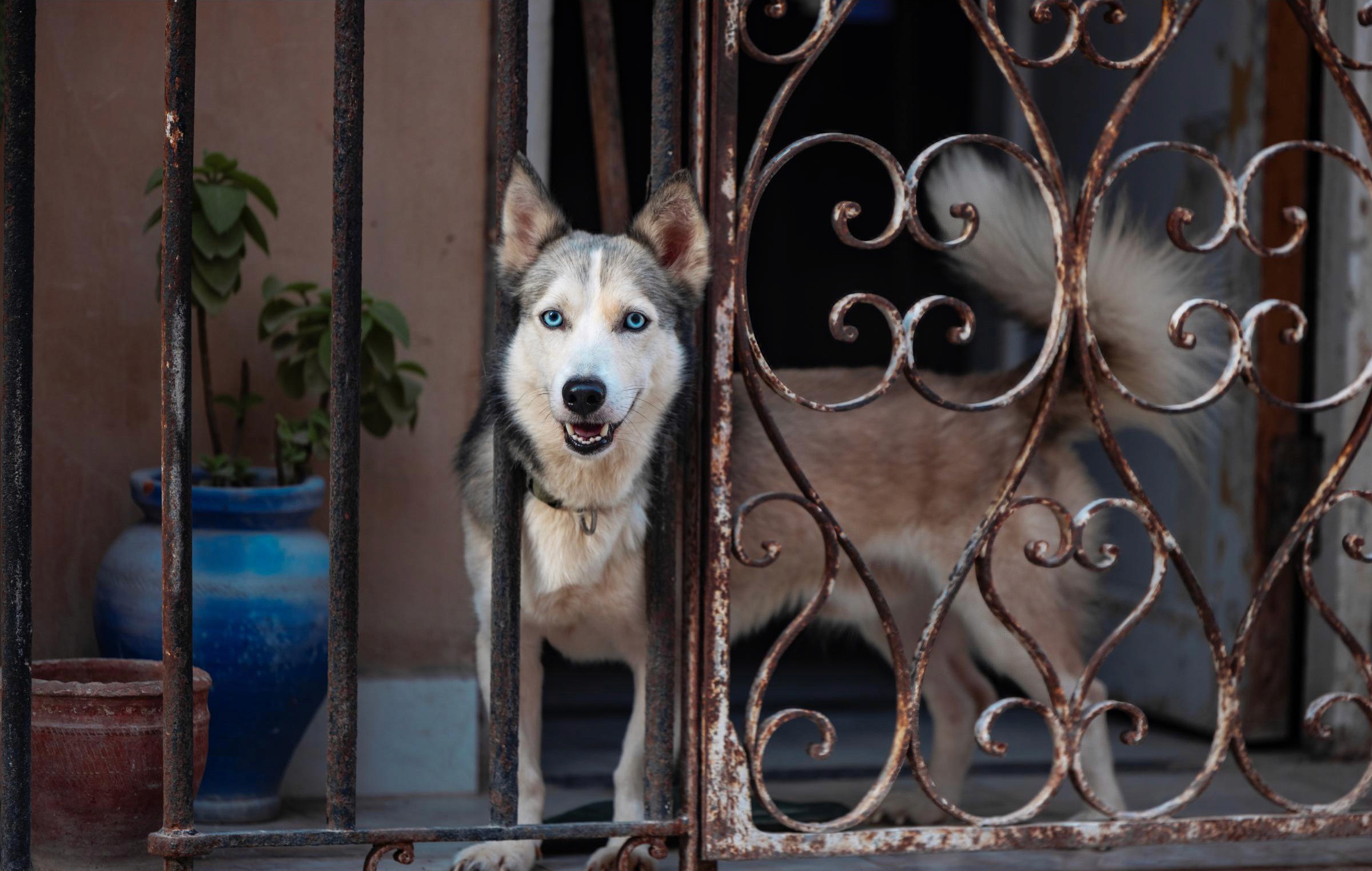 Havana Husky