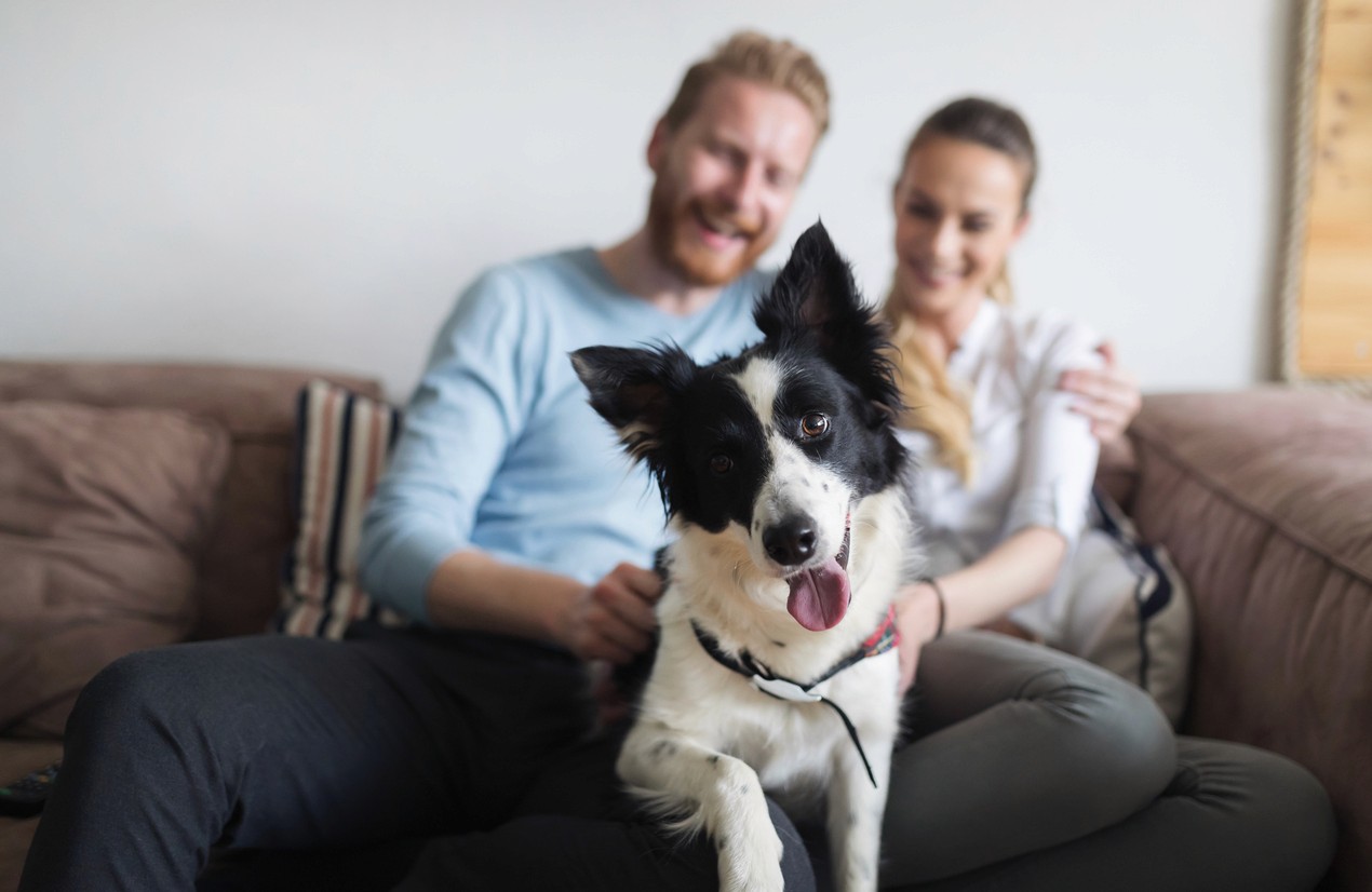 happy family with border collie