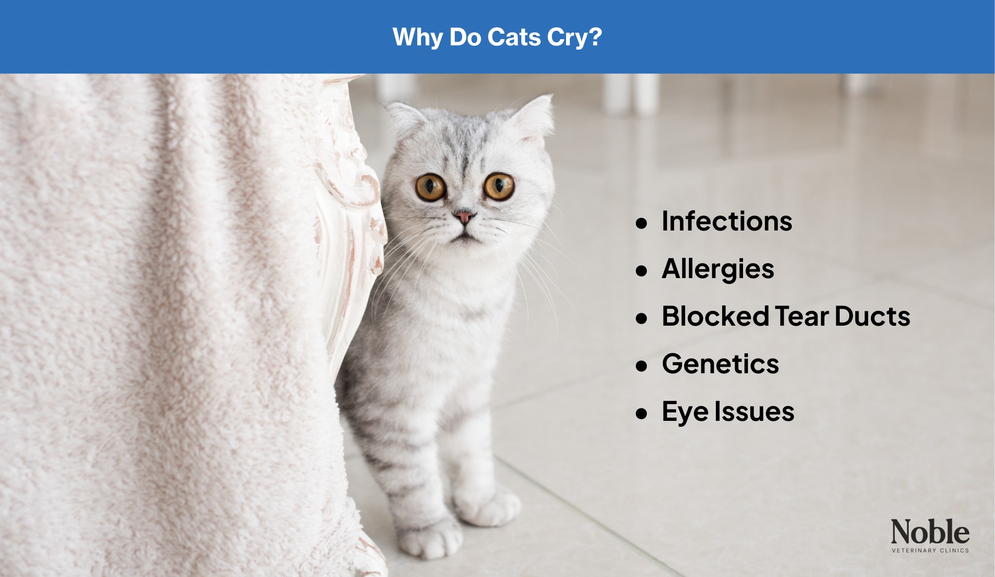 An infographic showing a cat behind a chair and highlighting the reasons why they might cry.
