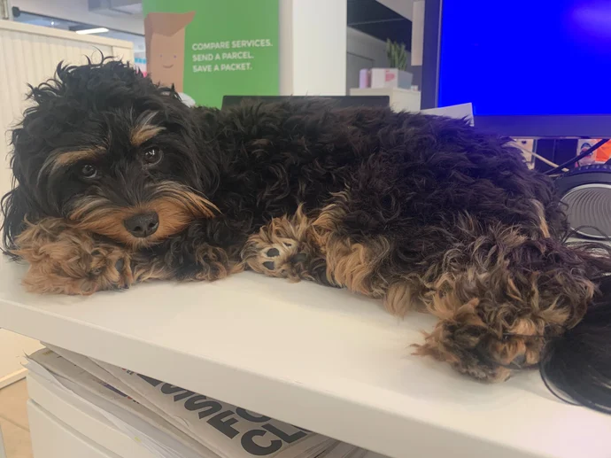 Pepper the CavaPoo lying on a desk in the office