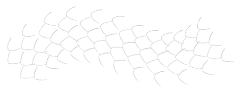 Scales (Outer)