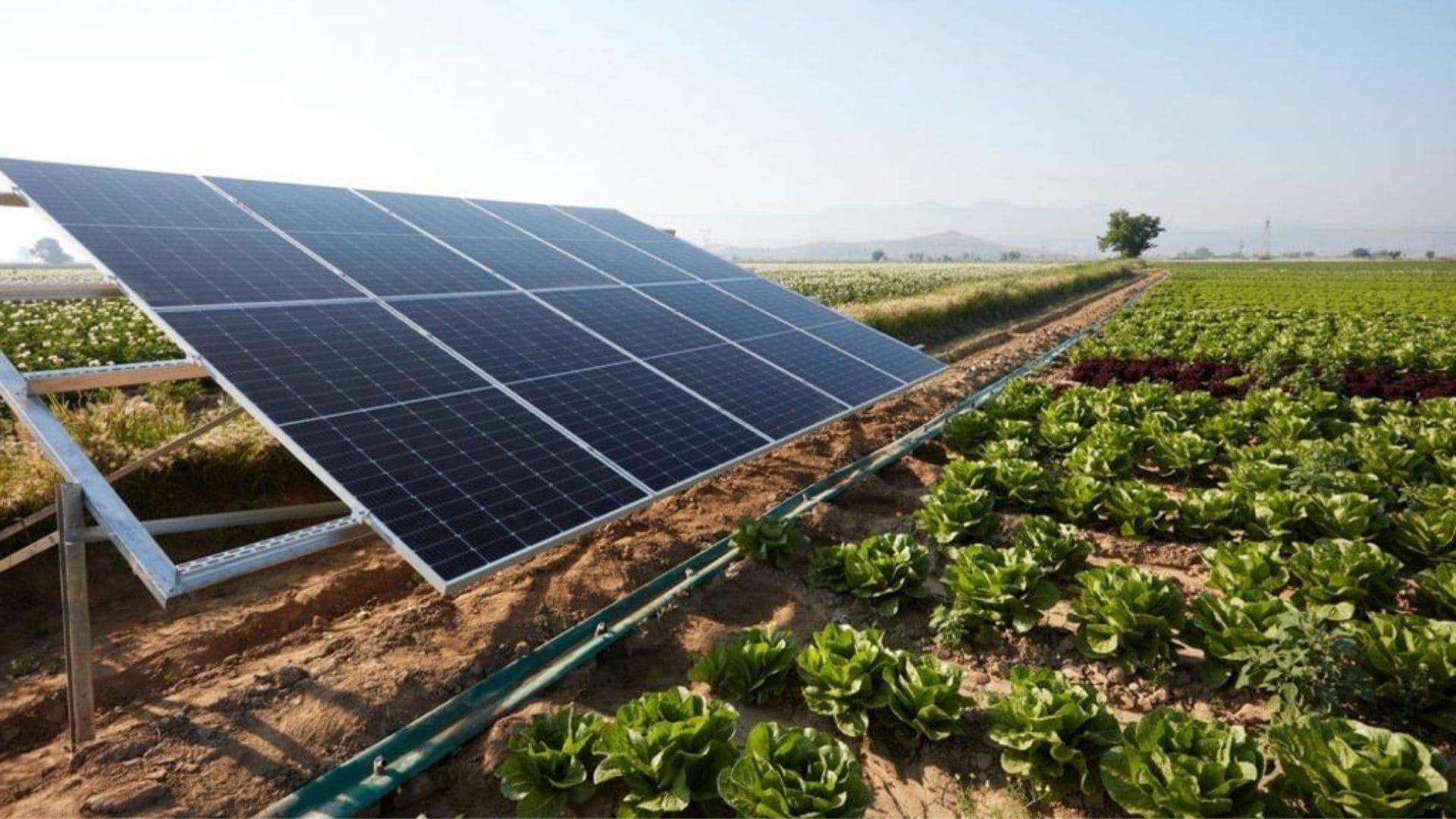 Group of men surfing