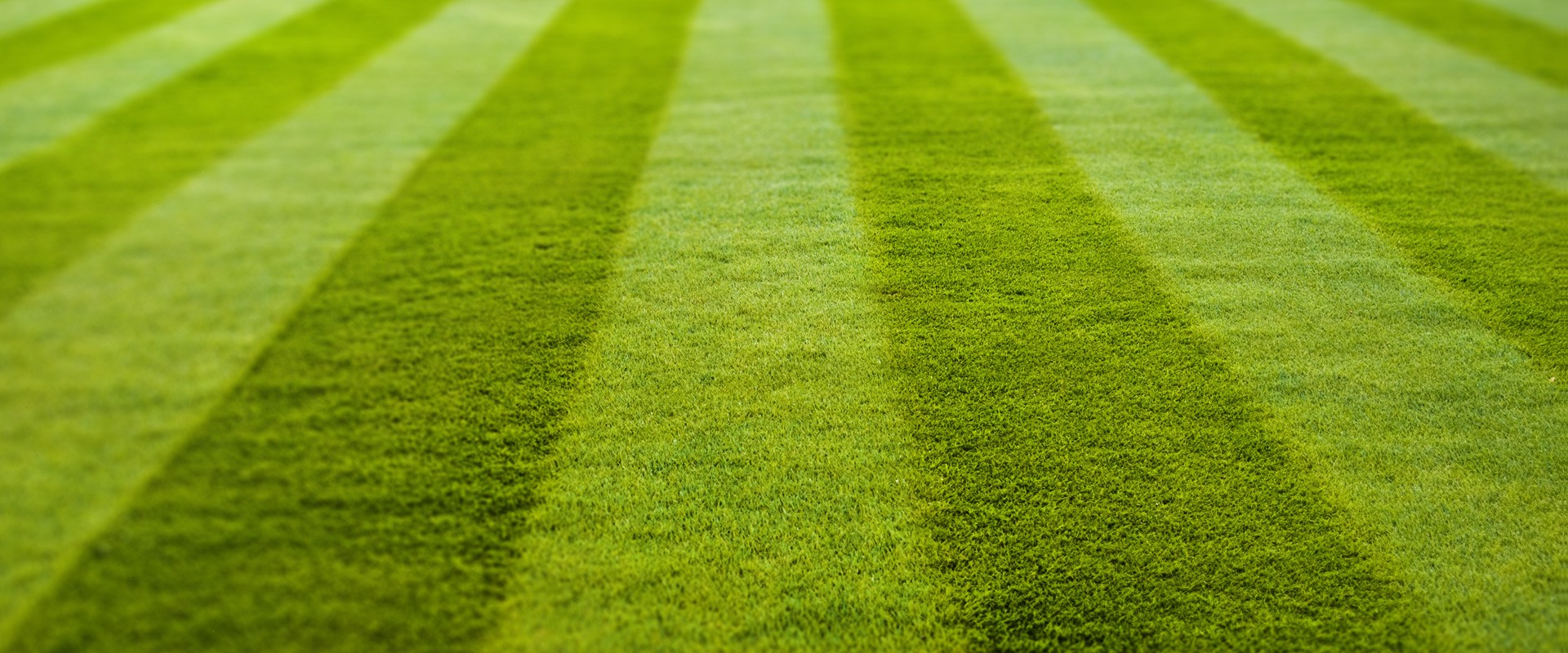 green grass field image