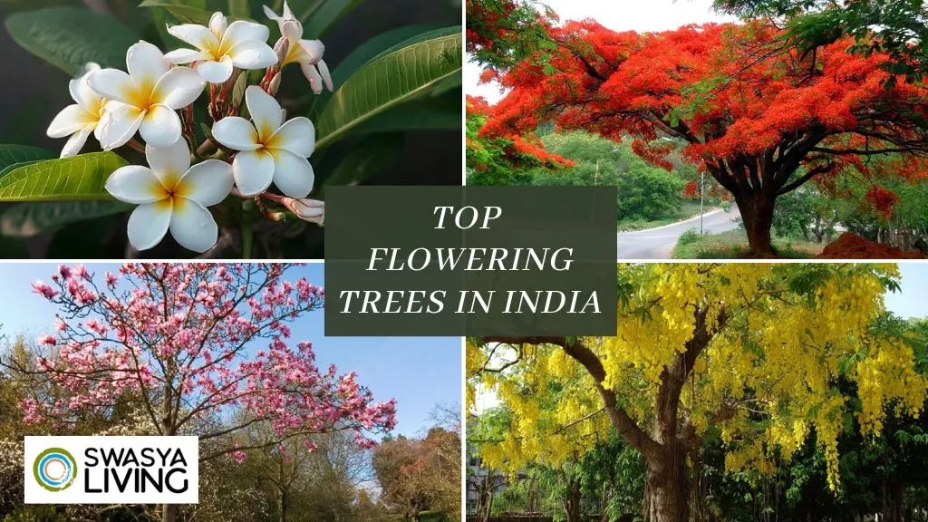 Flowering Trees in India with Names and Pictures