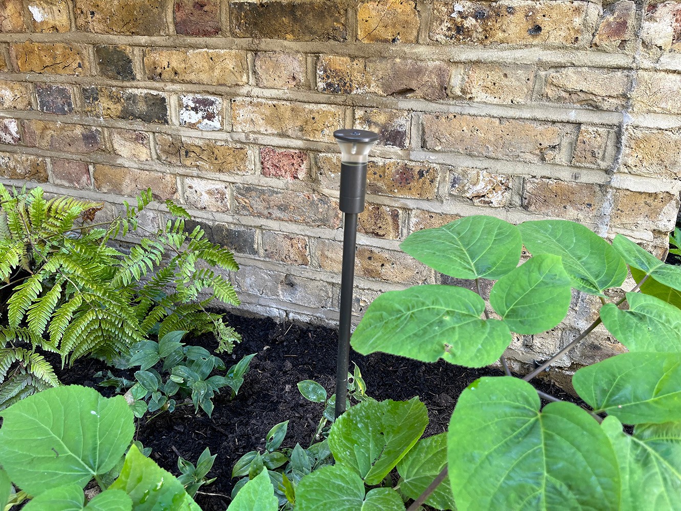 A vertical black rod stands among large green leaves against a rustic stone wall.