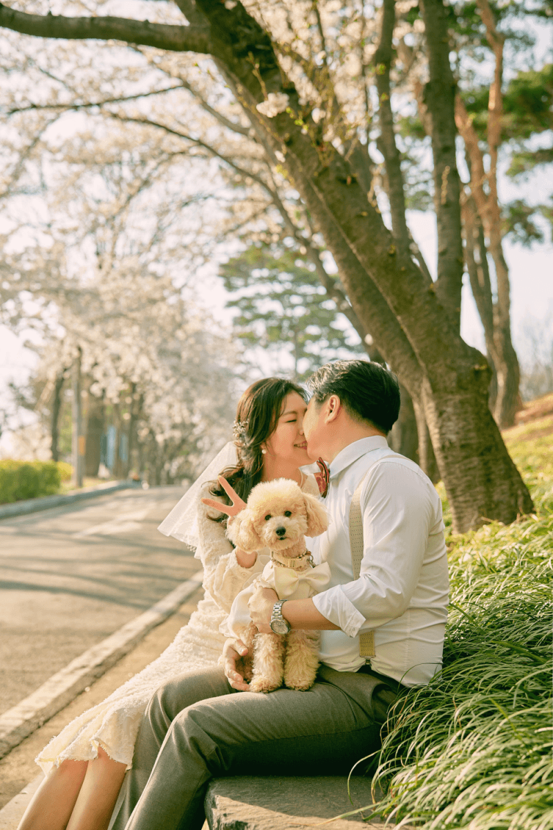 서울 벚꽃스냅 촬영 웨딩준비 기념일 | 작가추천 디어데이스냅