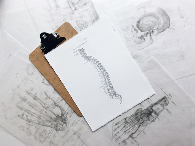 spine_diagram