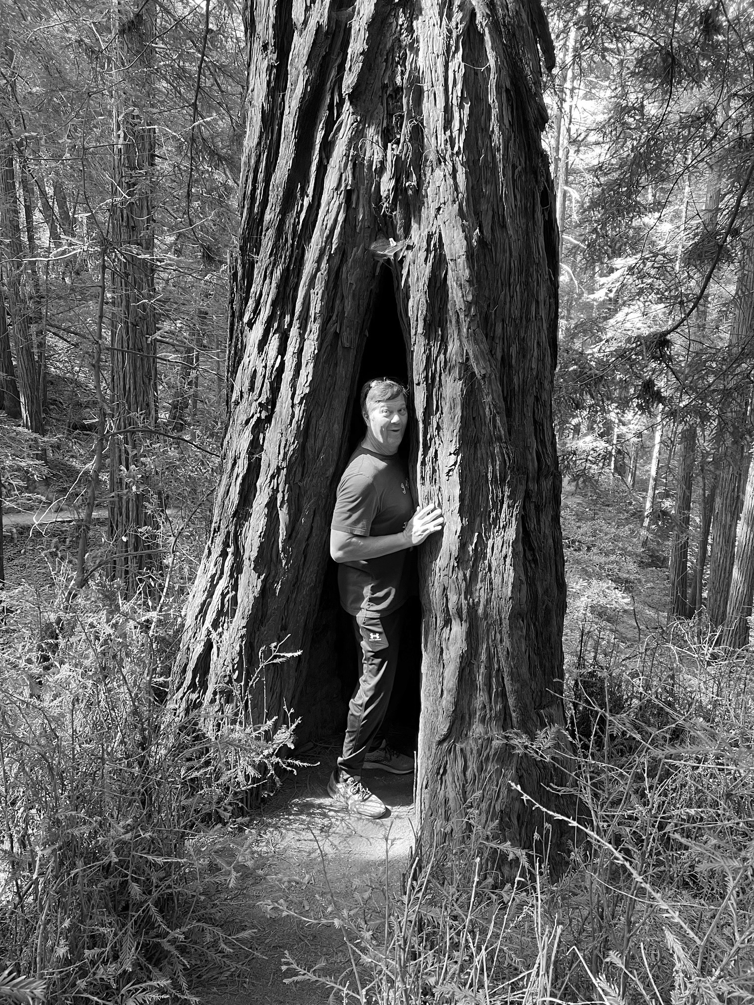 Man smiling in a gap in Redwood tree in Muir Woods