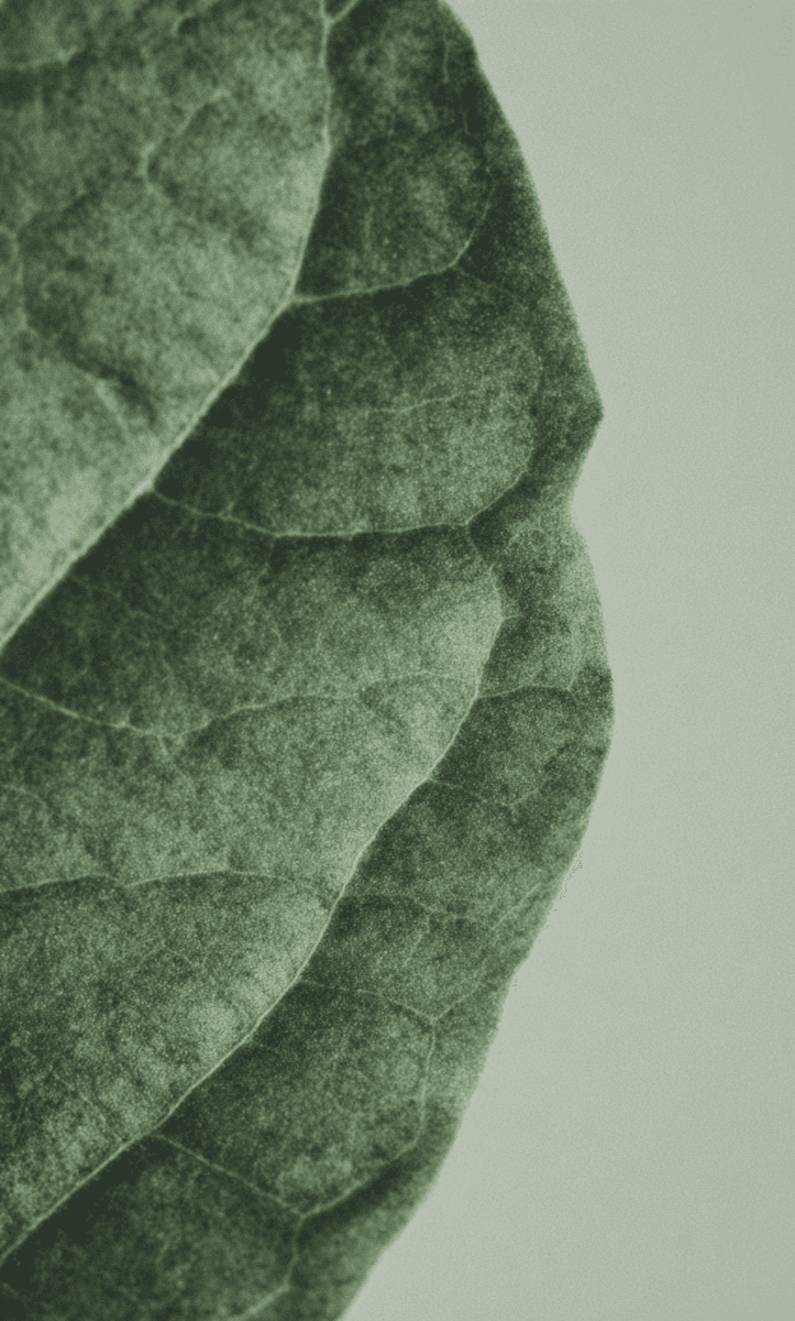 Close-up of a green leaf with detailed vein patterns and texture, set against a soft neutral background.