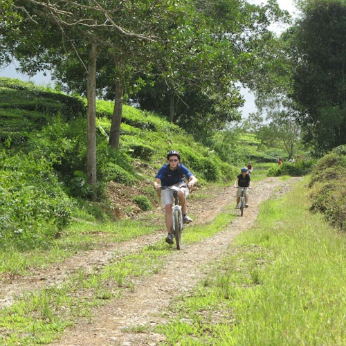 Three people biking on a dirt path surrounded by lush greenery and trees on a sunny day.