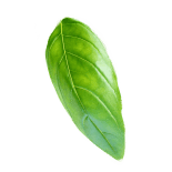 basil_1