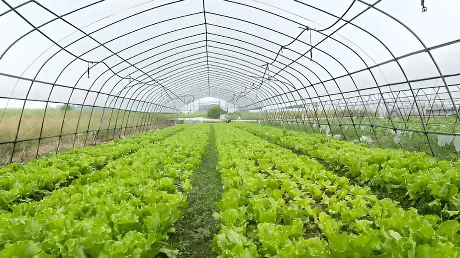 Benefits of Cover Crops in Agriculture.webp