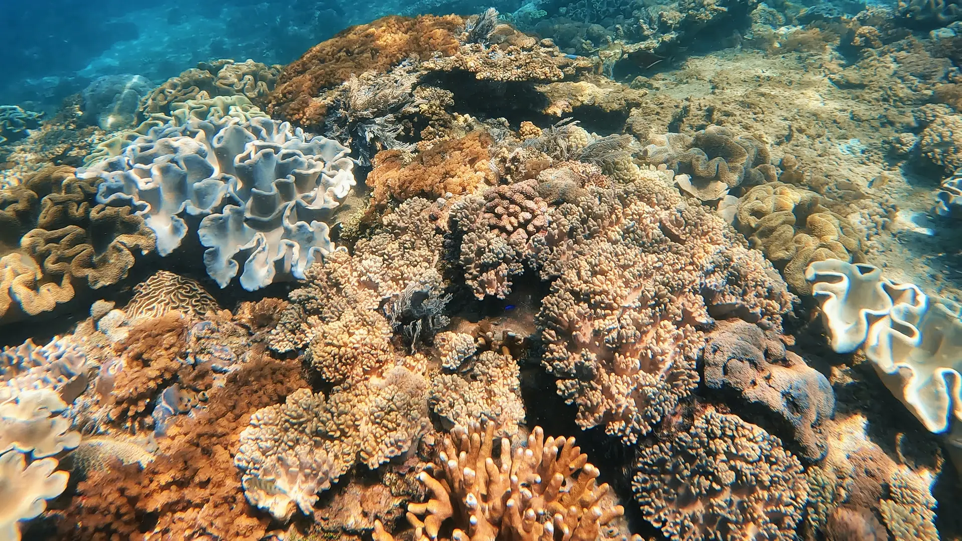 Coral field in lombok indonesia
