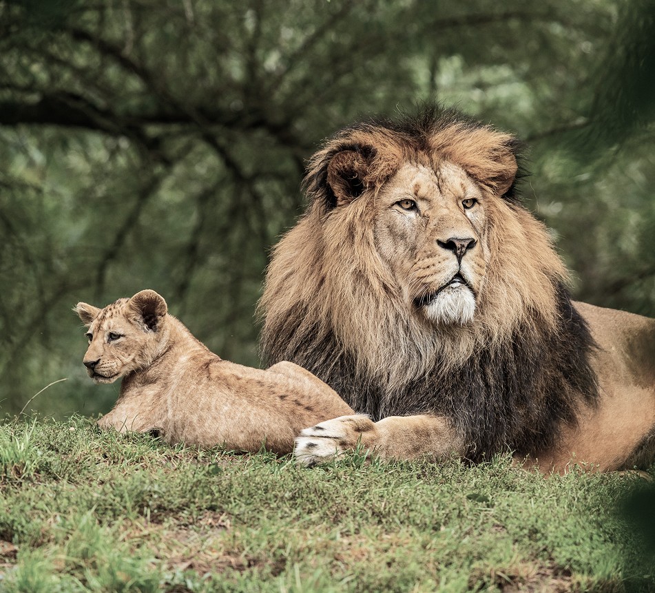 lions