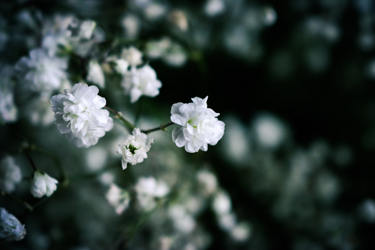 White flowers in soft natural light