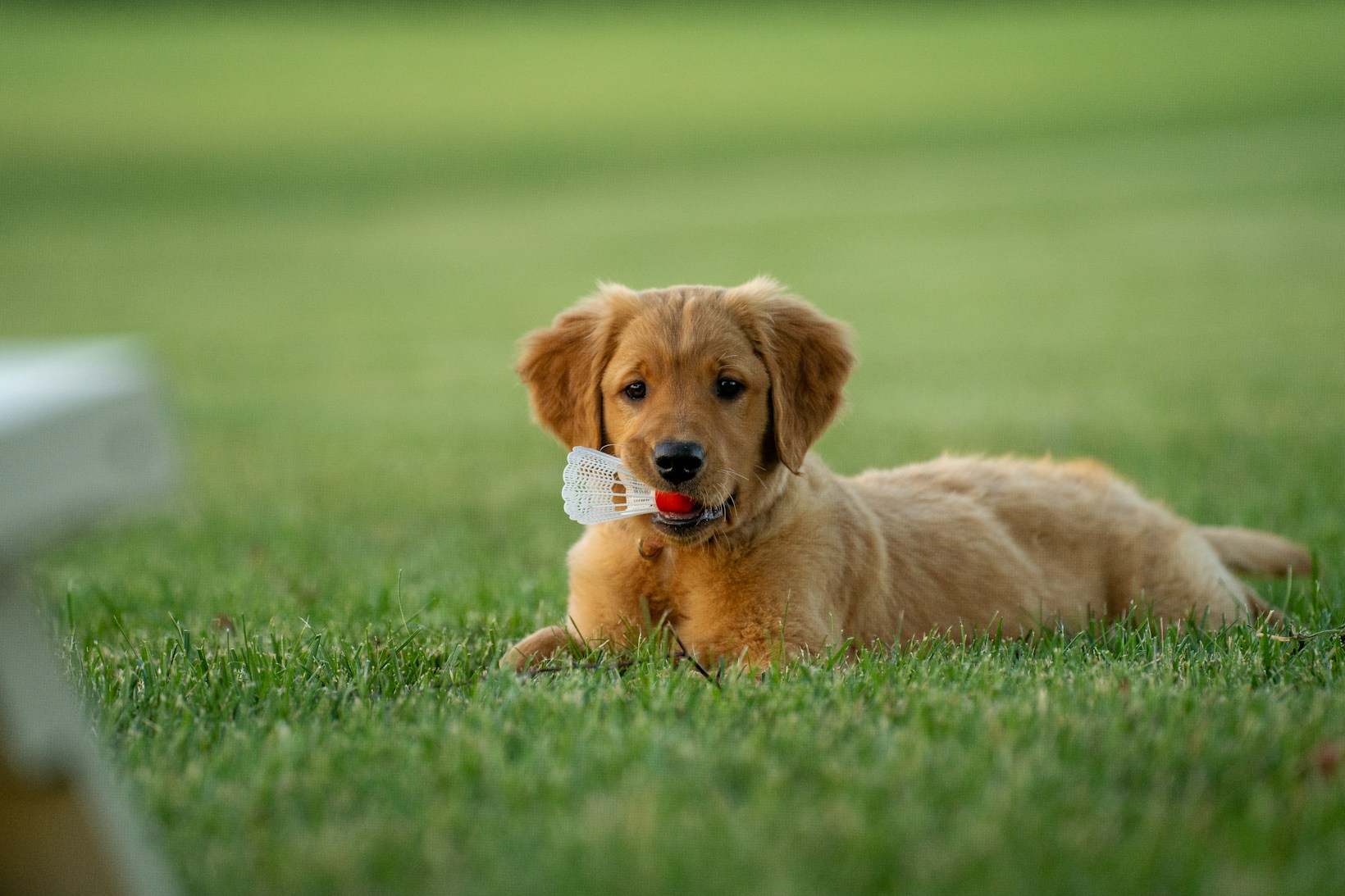 Jeune golden retriever couché dans une pelouse