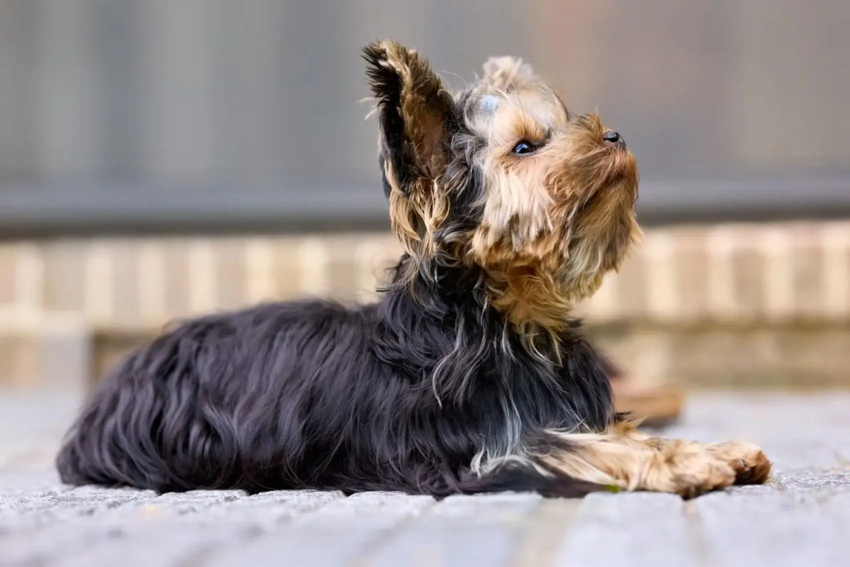 A Yorkshire Terrier is lying down on the pavement and looking up at something far away..