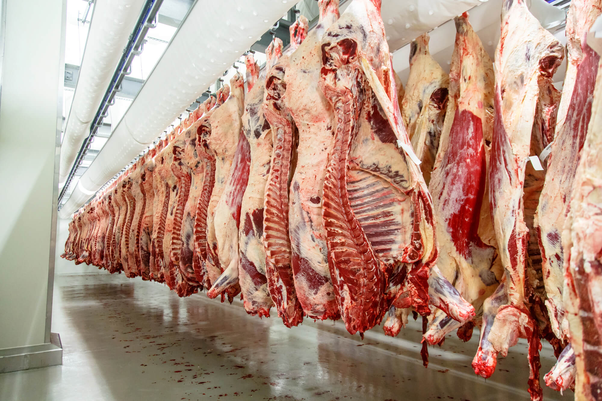 Beef carcasses hanging in meat processing facility – European export