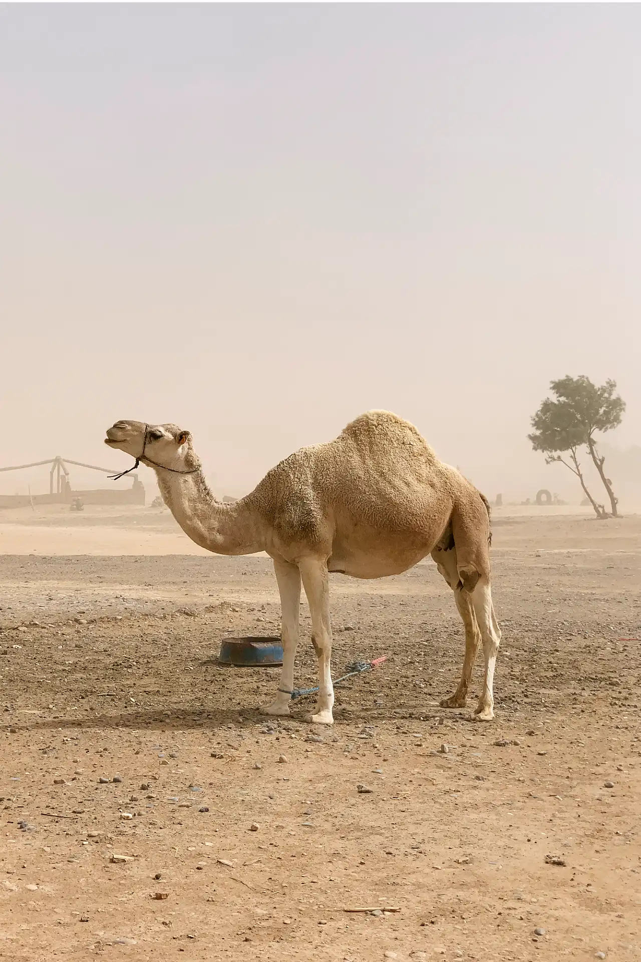 A camel standing in the desert.