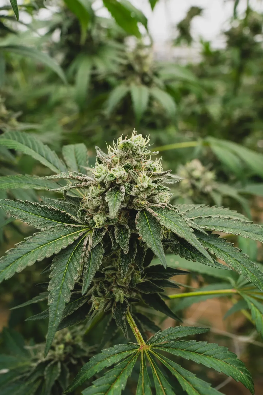 Sunkissed Farm Sourdough cannabis varietal in full flower at a Vermont greenhouse, a terpene-rich option for energy and creative focus