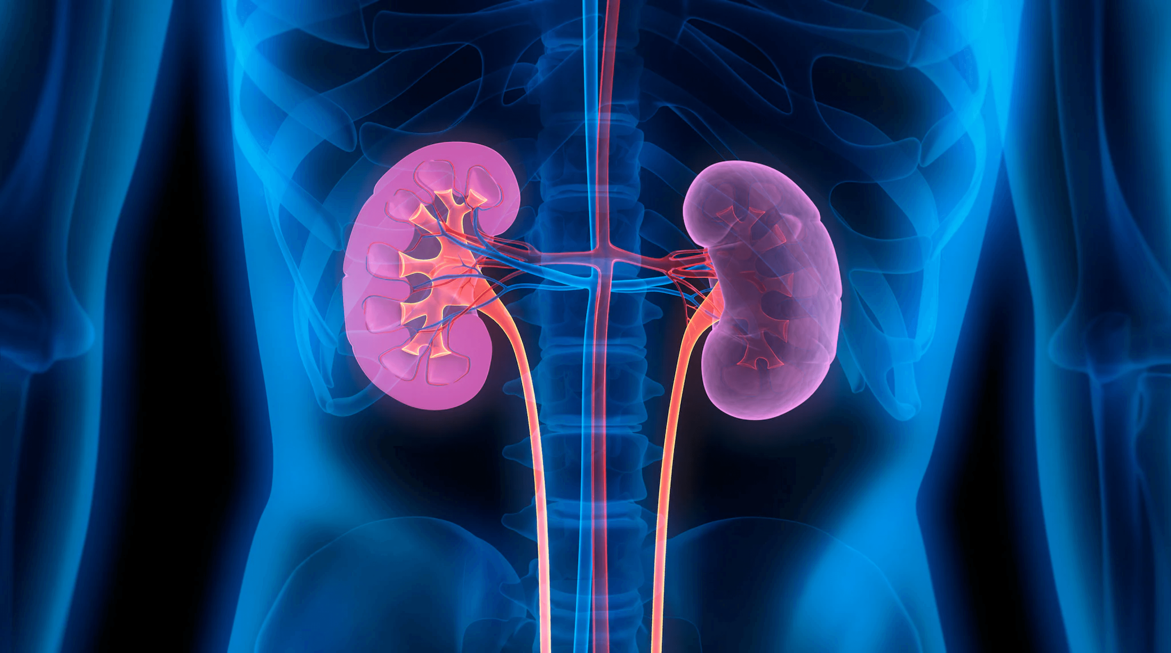 3D medical illustration of kidneys highlighting potential kidney-related side effects