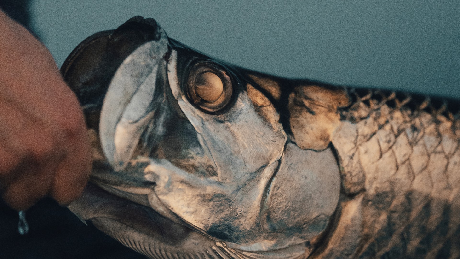 Front side of one of the luxurious acommodation options at Ray Caye with white sand beach and a translucent private pool