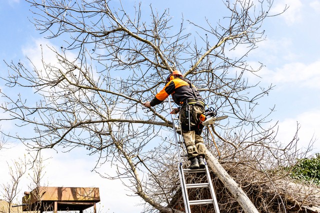 Tree Cabling and Bracing