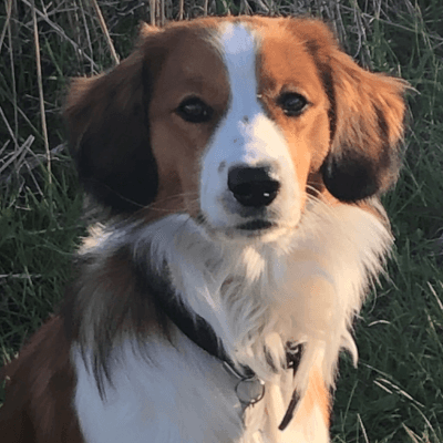 Image of the office dog, Josh. The dog breed is a Dutch Kooikerhondje.