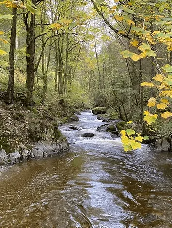 Forest stream surrounded by autumn trees
