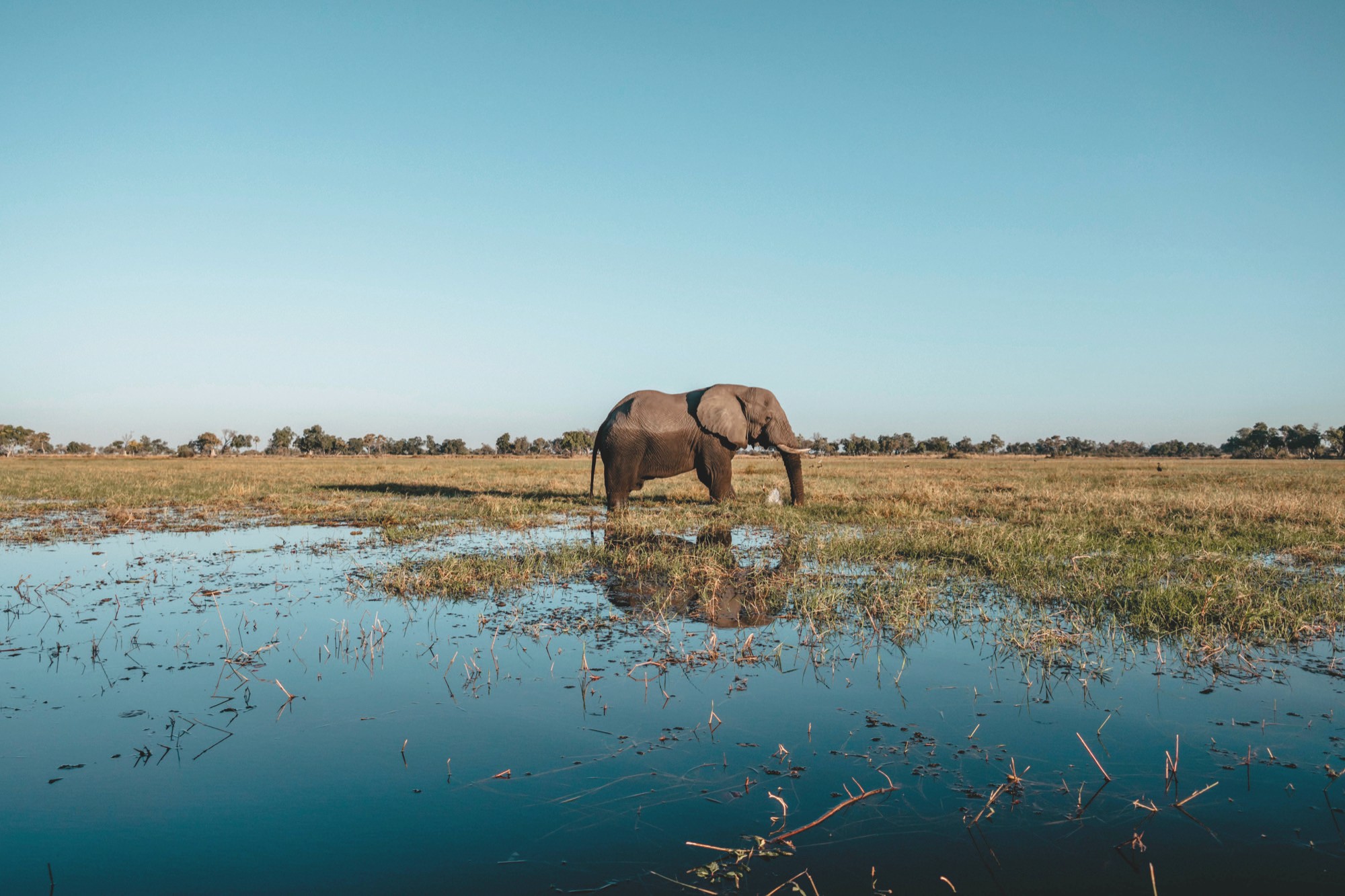 An elephant mirrored in still Delta floodwater