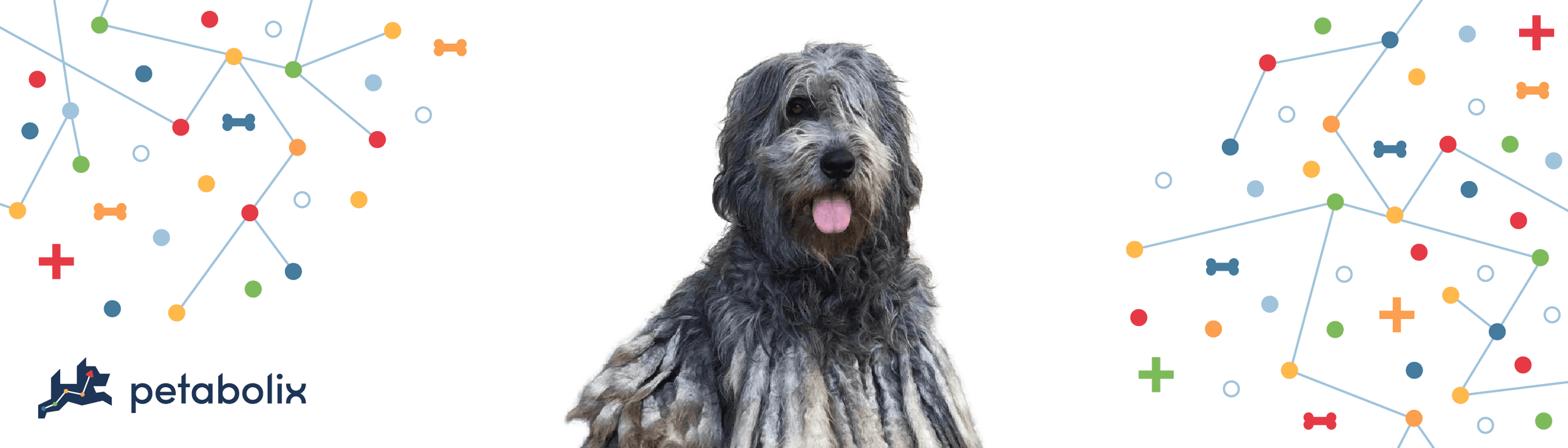 Bergamasco Shepherd image