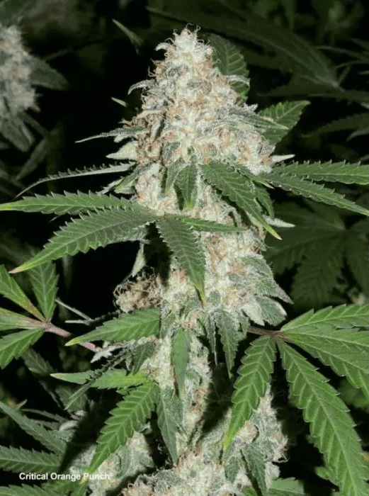 High-key close-up cannabis leaf detail for Sugar Bomb Punch