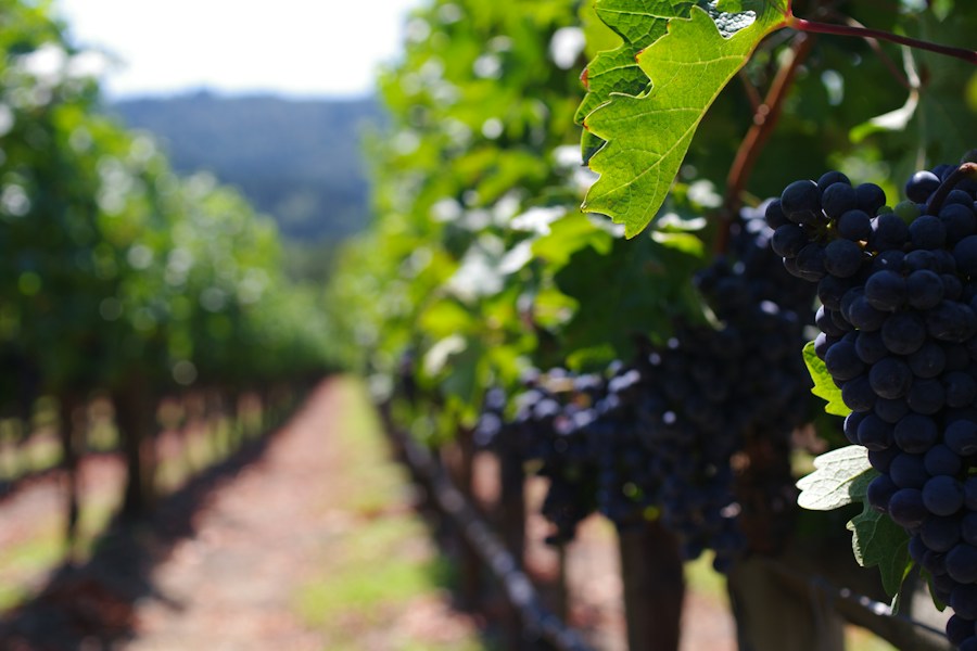 Wine country detail