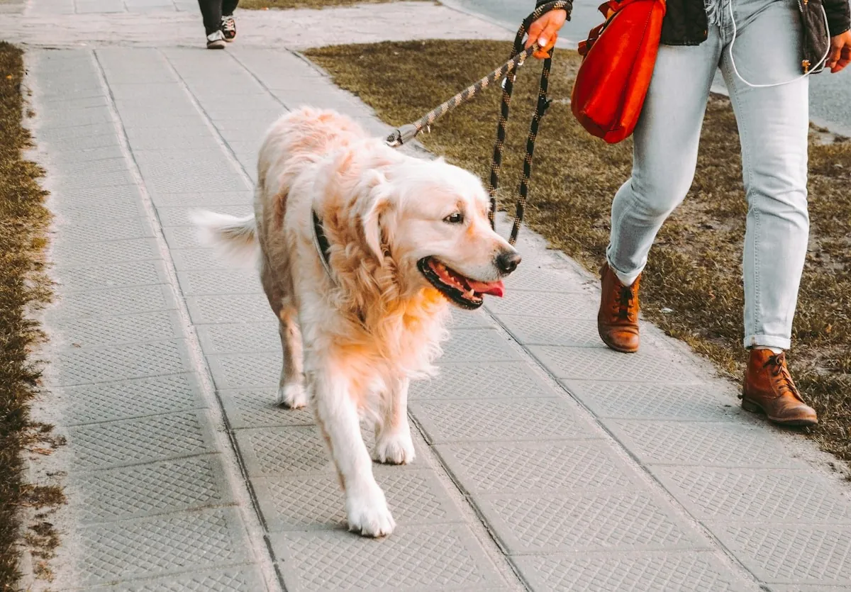 A person walking a golden retriever on a lead in the evening.