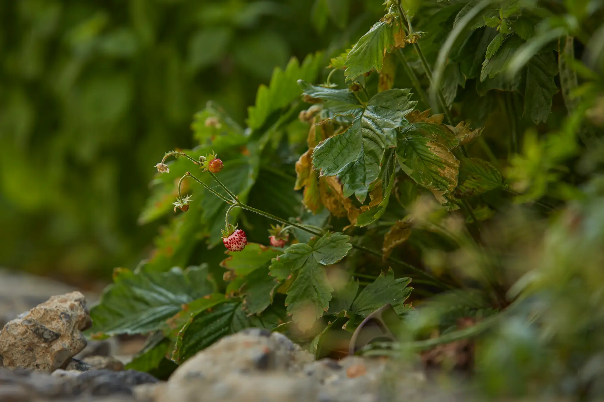 A close-up of greenery with small leaves and textured stones in the background. Natural setting.