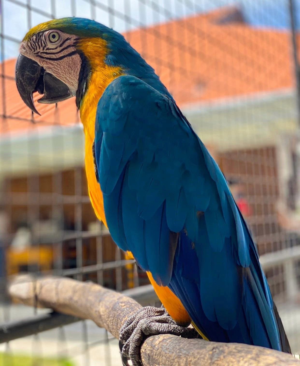 Close-up of a blue and yellow macaw on a perch.