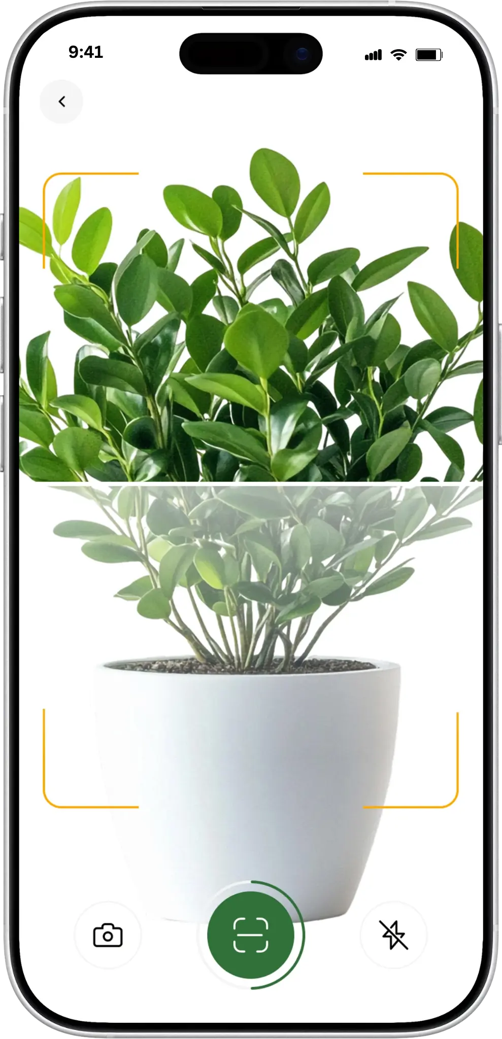 Plant care mobile app showing popular plant articles and expert chat feature
