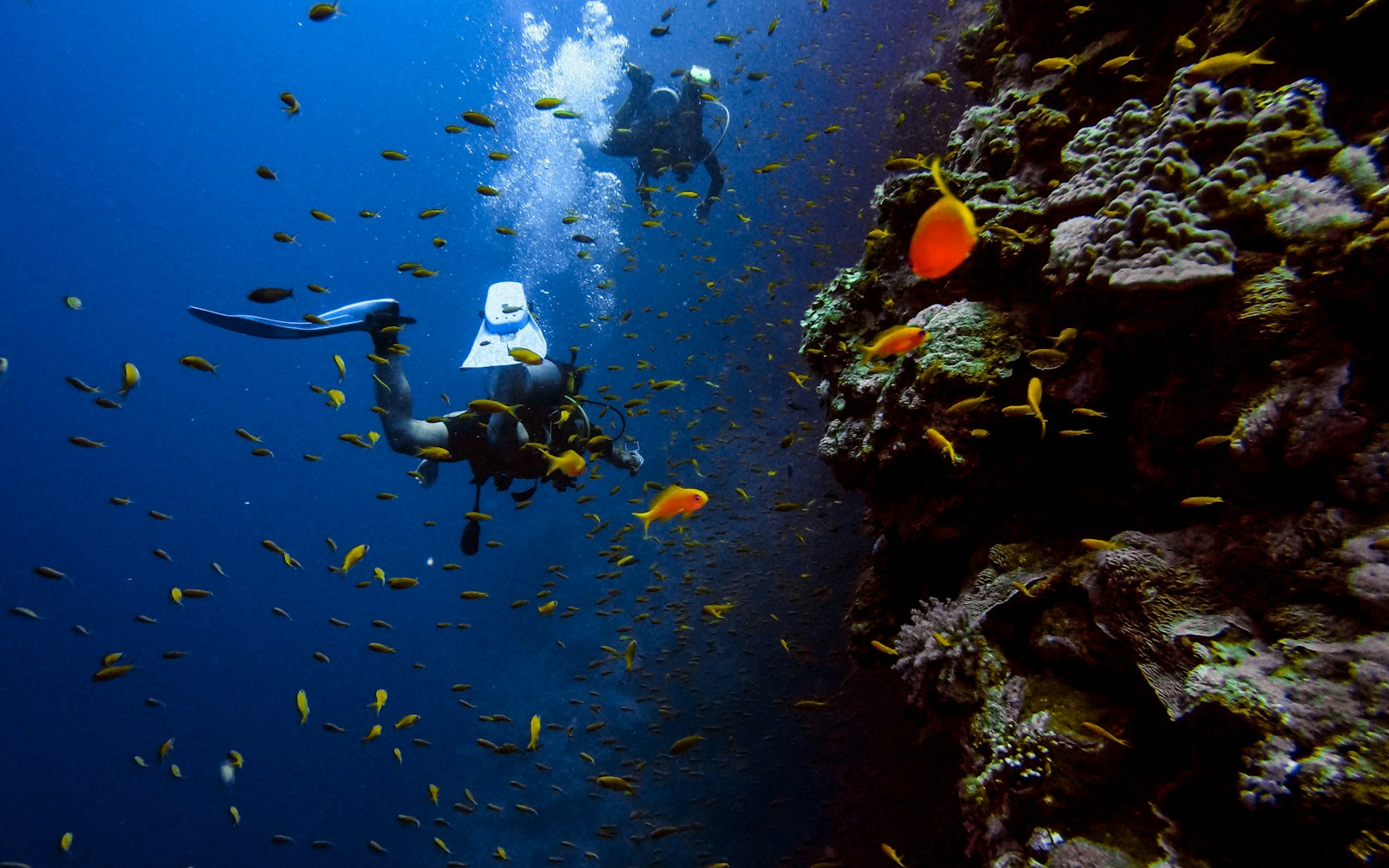 Diver swimming past a school of orange anthias fish on a coral reef wall