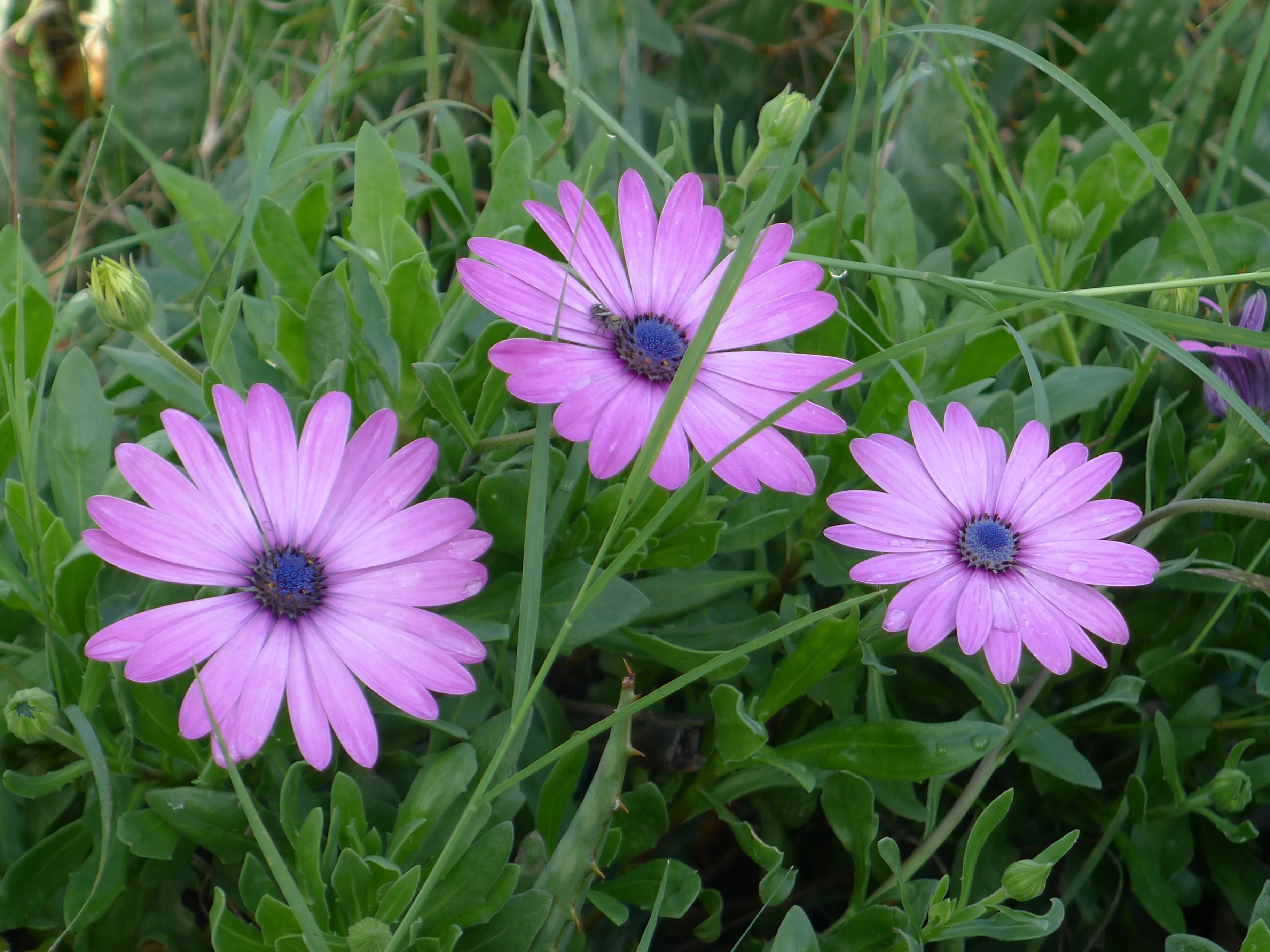 a picture of some pretty flowers