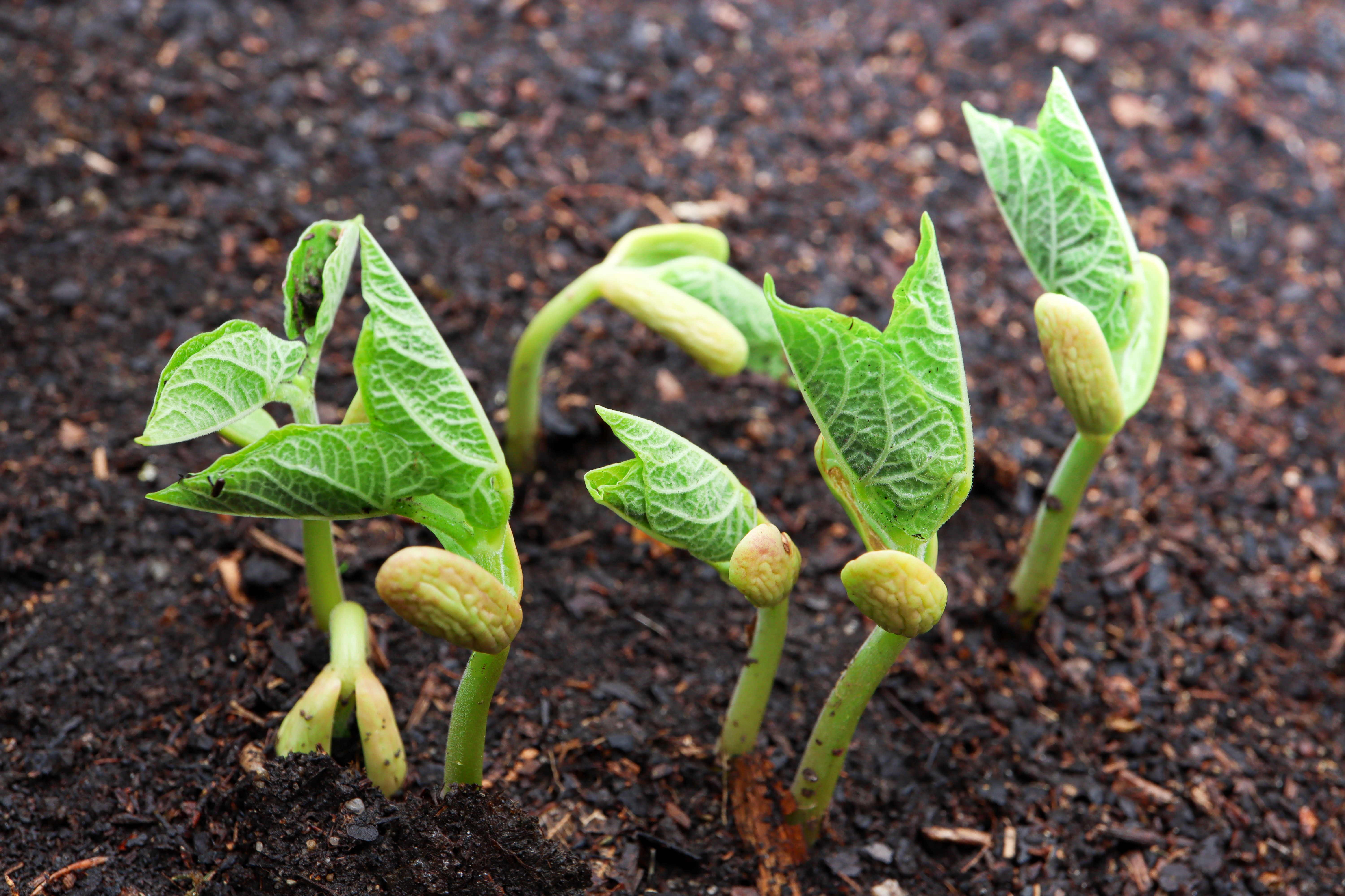 bean seedlings