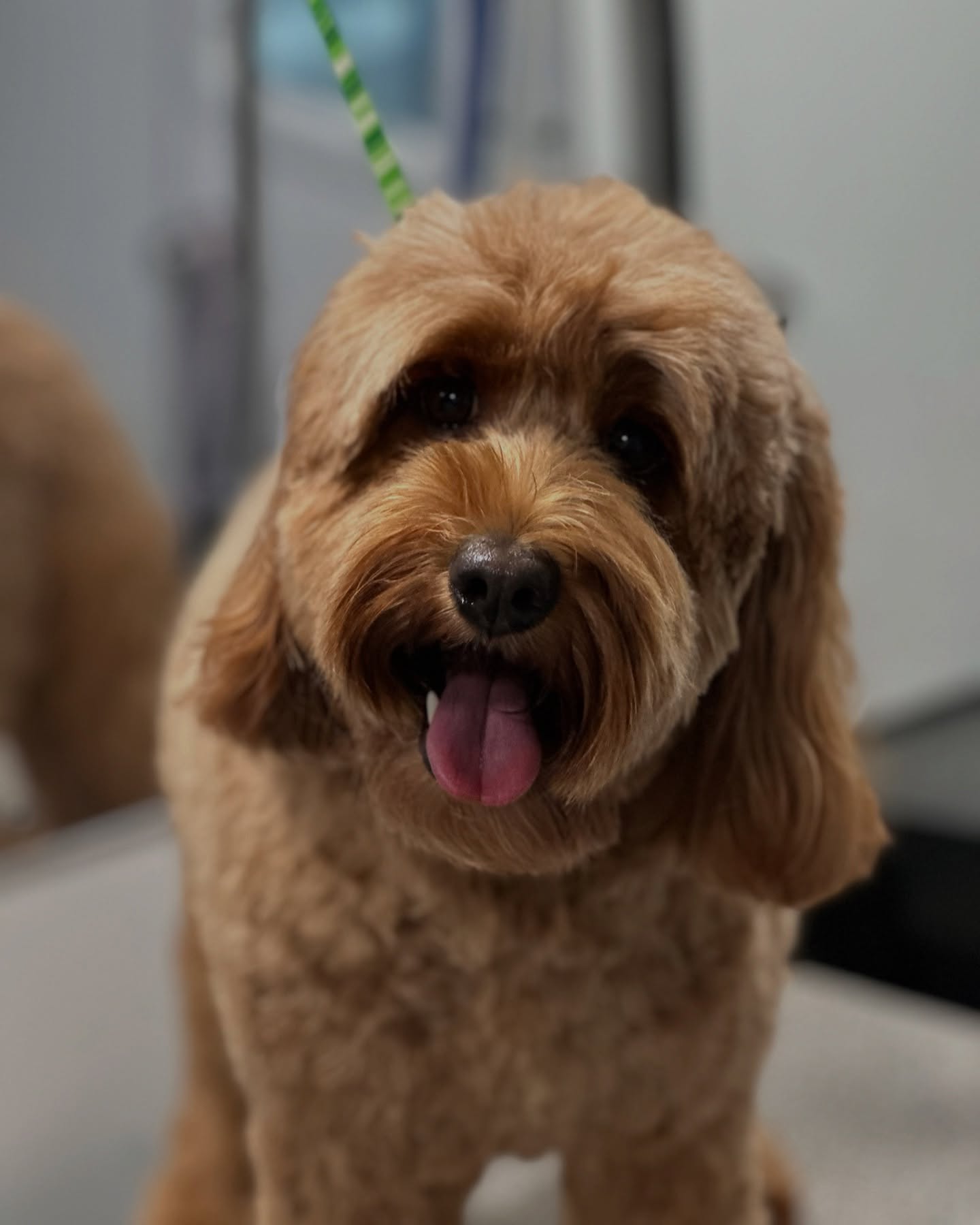 Freshly groomed doodle with fluffy apricot coat sitting indoors in Annapolis, Maryland