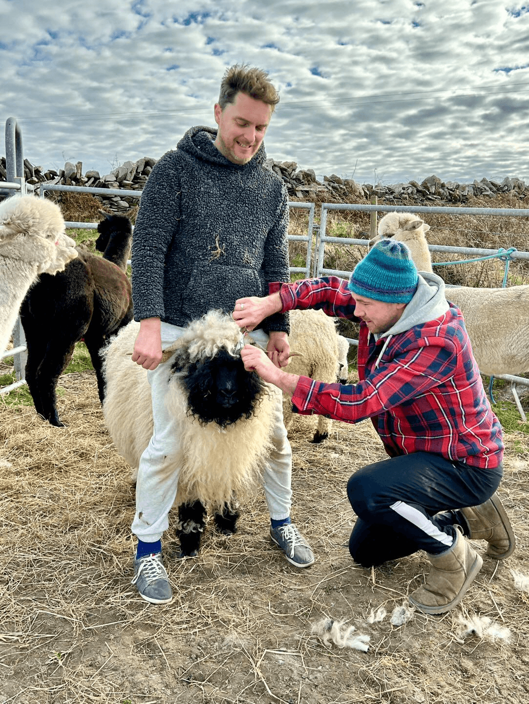 Animal at The Fairy Farmers